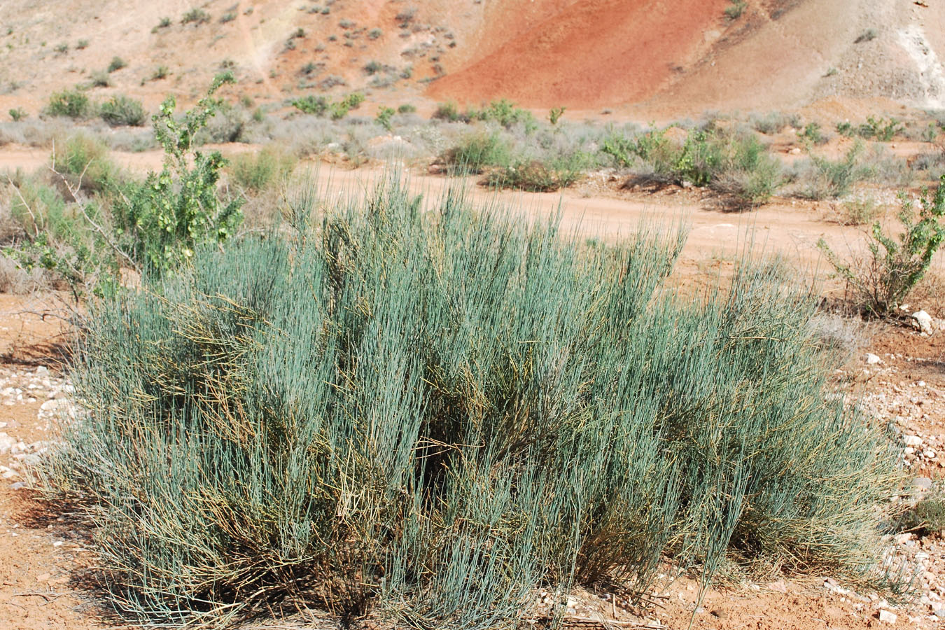 Image of Ephedra equisetina specimen.