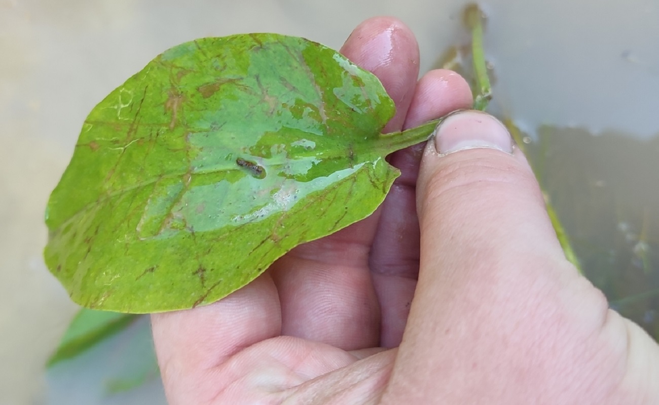 Image of genus Alisma specimen.