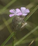 Petrorhagia prolifera