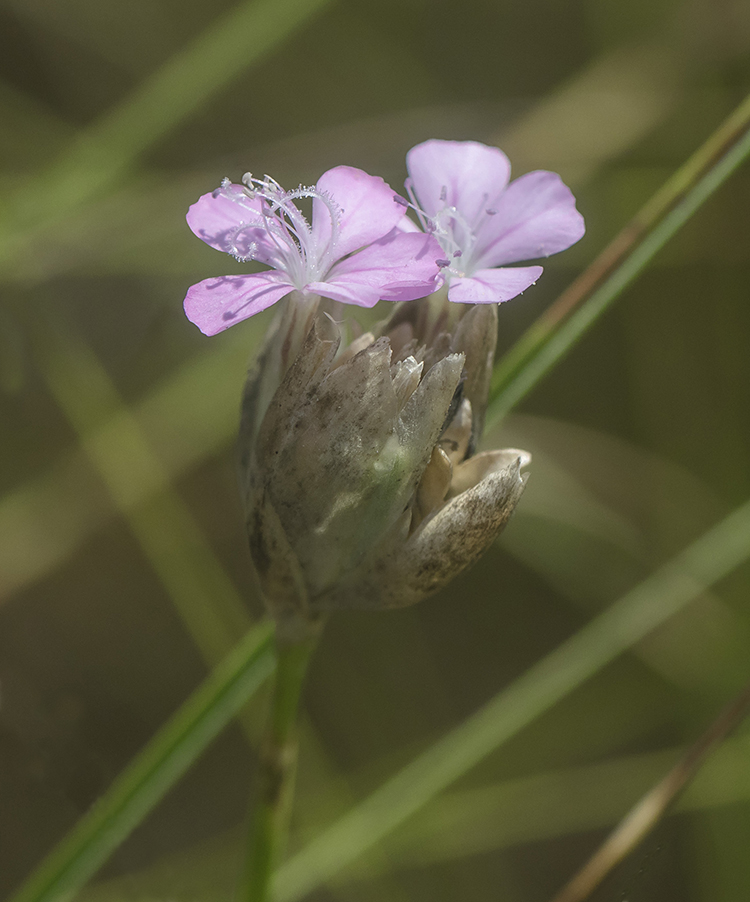 Изображение особи Petrorhagia prolifera.