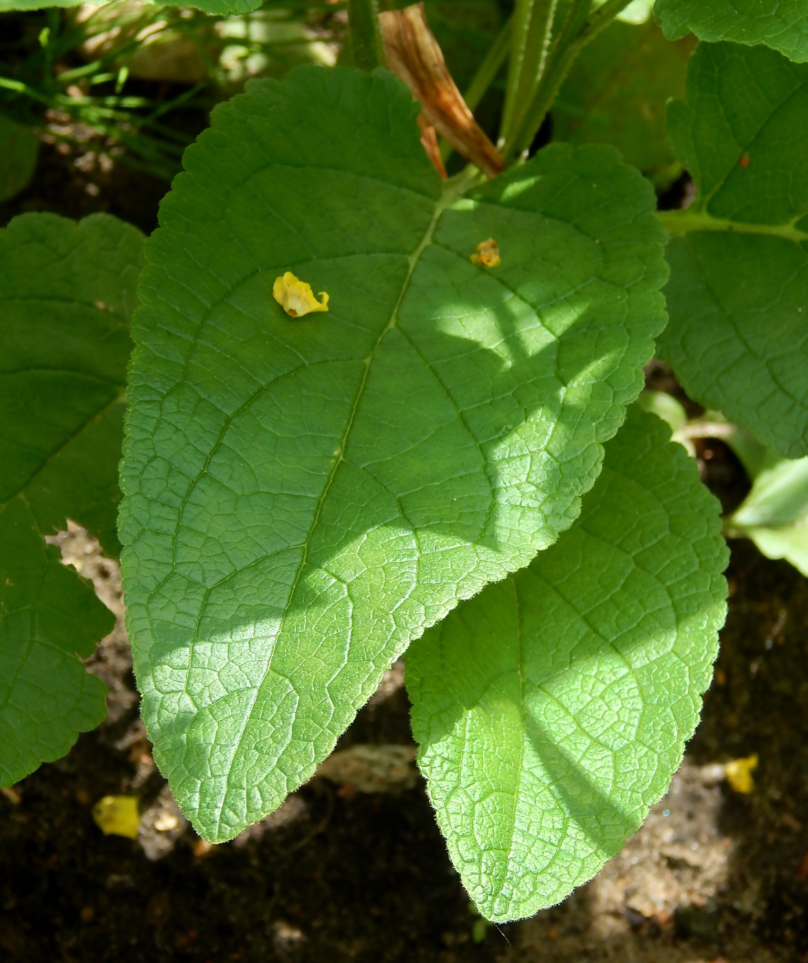 Image of Verbascum nigrum specimen.