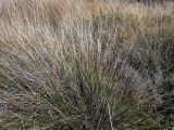 род Juncus. Вегетирующее растение. Греция, Эгейское море, о. Сирос, сев. часть острова, лощина в горах. 26.04.2021.