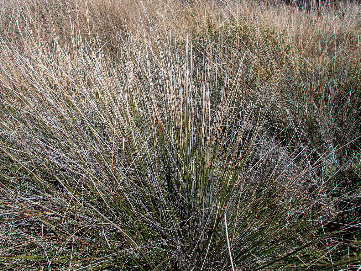 Изображение особи род Juncus.