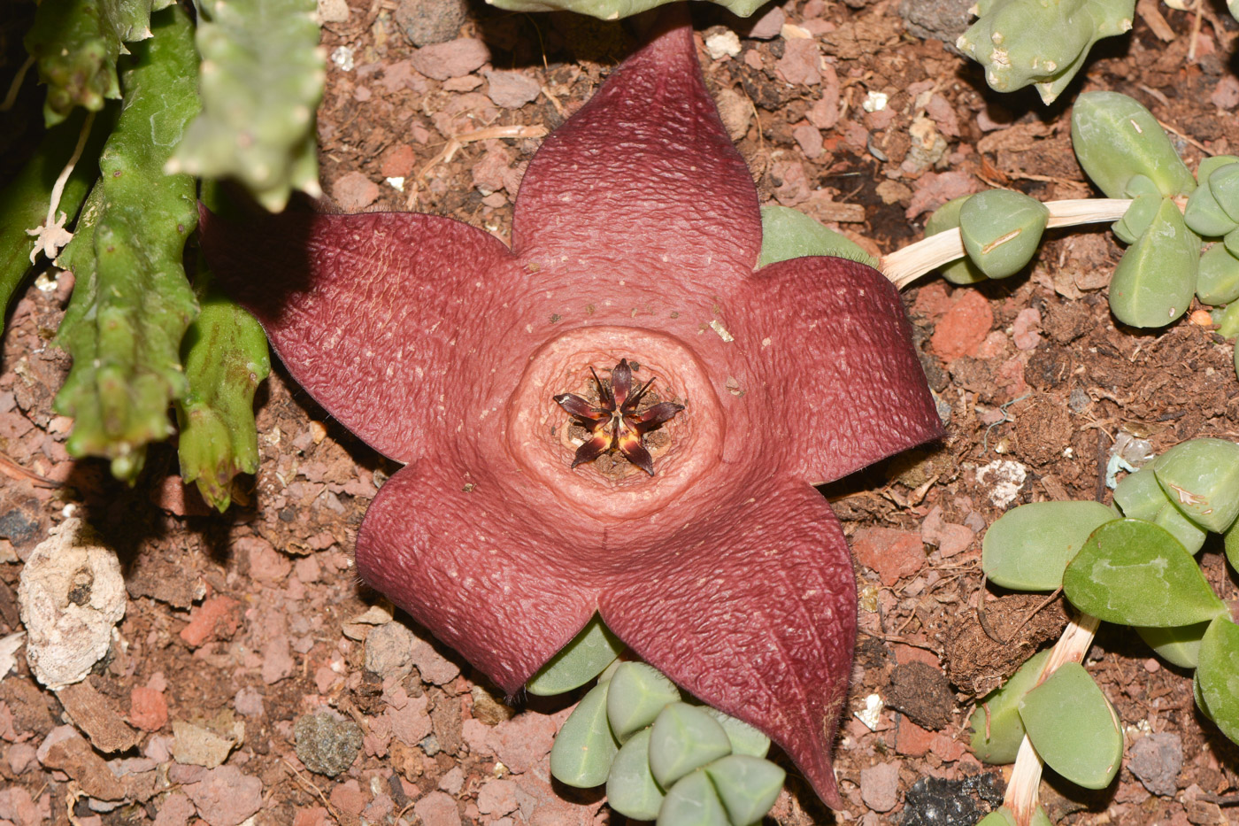 Image of genus &times; Orbelia specimen.