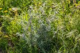 Centaurea procurrens