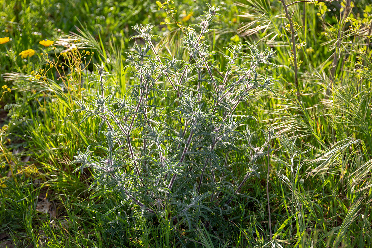 Изображение особи Centaurea procurrens.