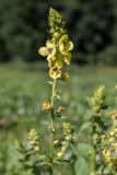 Verbascum pyramidatum. Соцветие. Краснодарский край, Кавказский биосферный заповедник, долина р. Малая Лаба, поляна в широколиственном лесу. 17.07.2021.