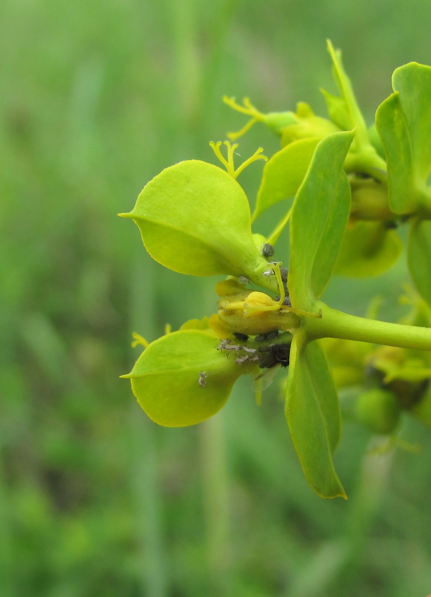 Изображение особи Euphorbia seguieriana.