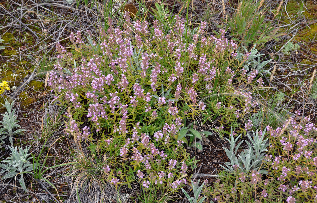 Image of Thymus marschallianus specimen.