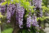 Wisteria sinensis