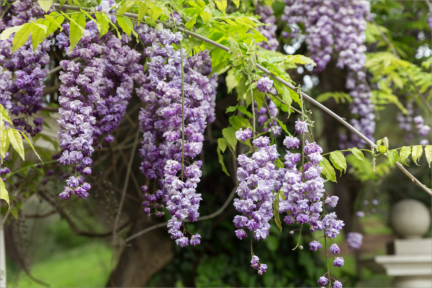 Image of Wisteria sinensis specimen.