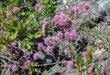 Myricaria squamosa