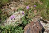 Geranium transversale