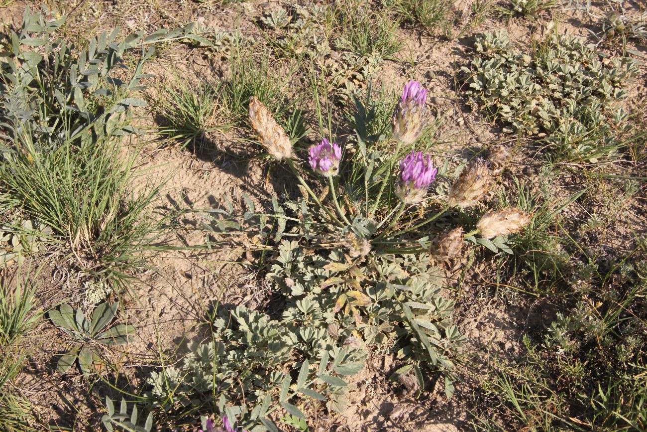 Изображение особи Astragalus laguroides.