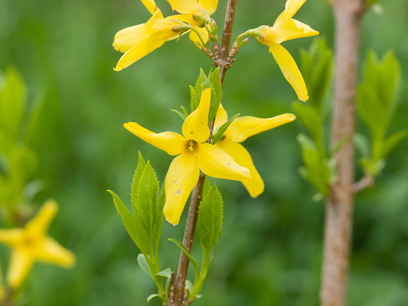 Изображение особи Forsythia &times; intermedia.