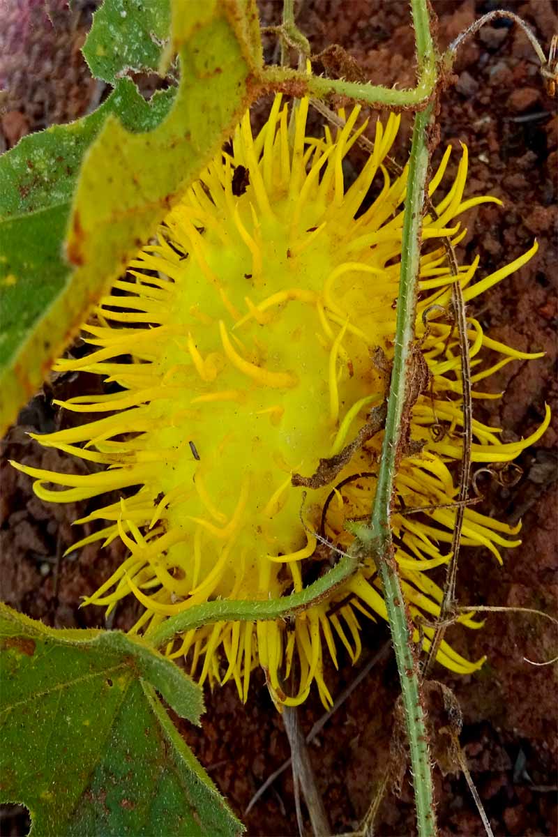 Image of Cucumis zeyheri specimen.