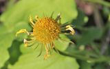 Doronicum orientale