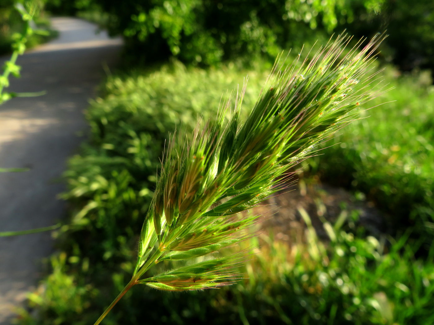 Image of genus Bromus specimen.