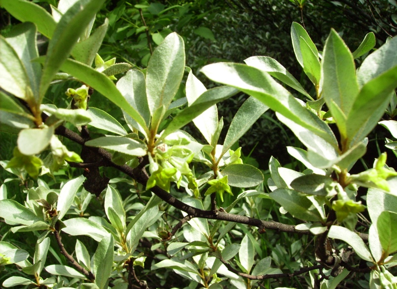 Image of Elaeagnus commutata specimen.