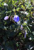 Clitoria ternatea. Цветки. Мадагаскар, провинция Анциранана, регион Диана, заповедник \"Анкарана\". 02.05.2018.