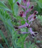 Fumaria officinalis. Верхушка растения с цветущим и развивающимся (слева) соцветиями. Московская обл., ГО Подольск, мкр-н Климовск, перепаханный участок луга. 30.06.2022.