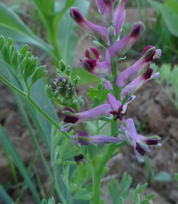 Изображение особи Fumaria officinalis.