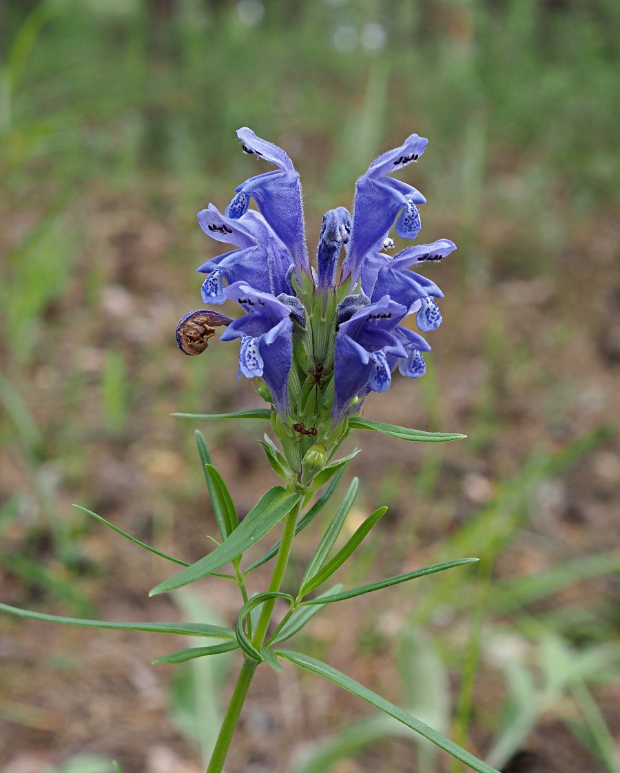 Изображение особи Dracocephalum ruyschiana.