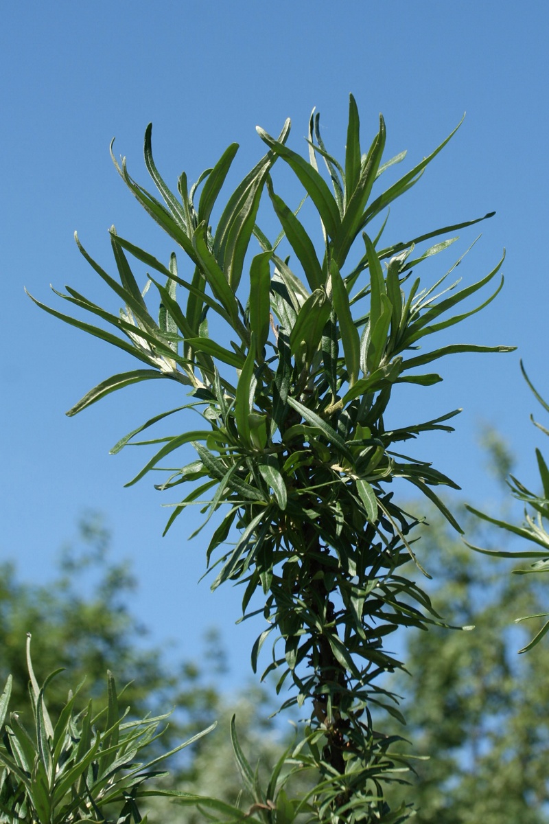 Изображение особи Hippophae rhamnoides.