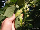 Tilia begoniifolia