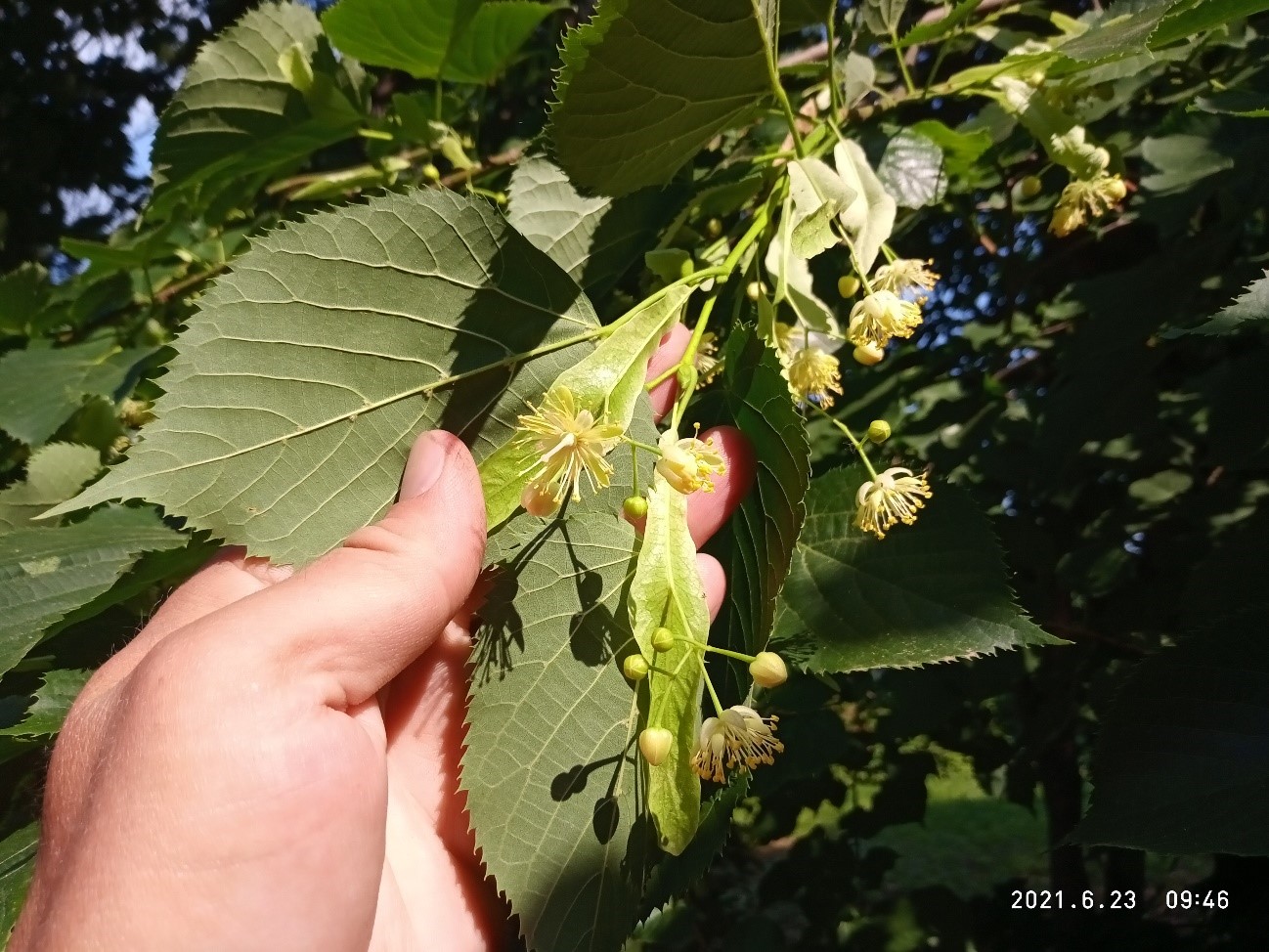 Изображение особи Tilia begoniifolia.