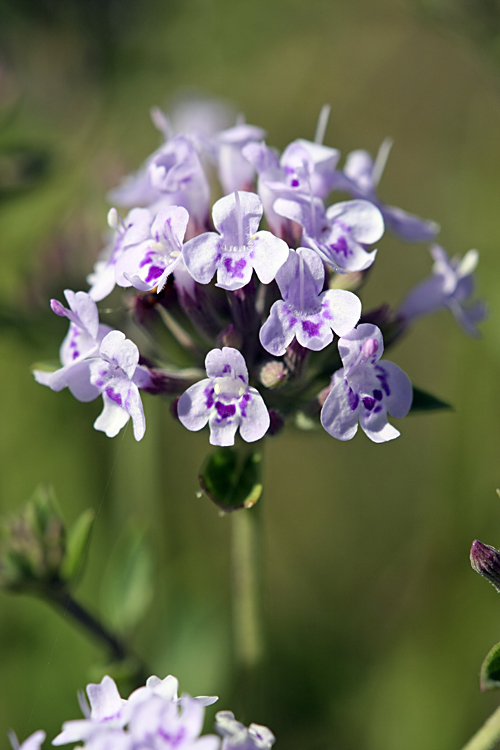 Изображение особи Ziziphora clinopodioides.