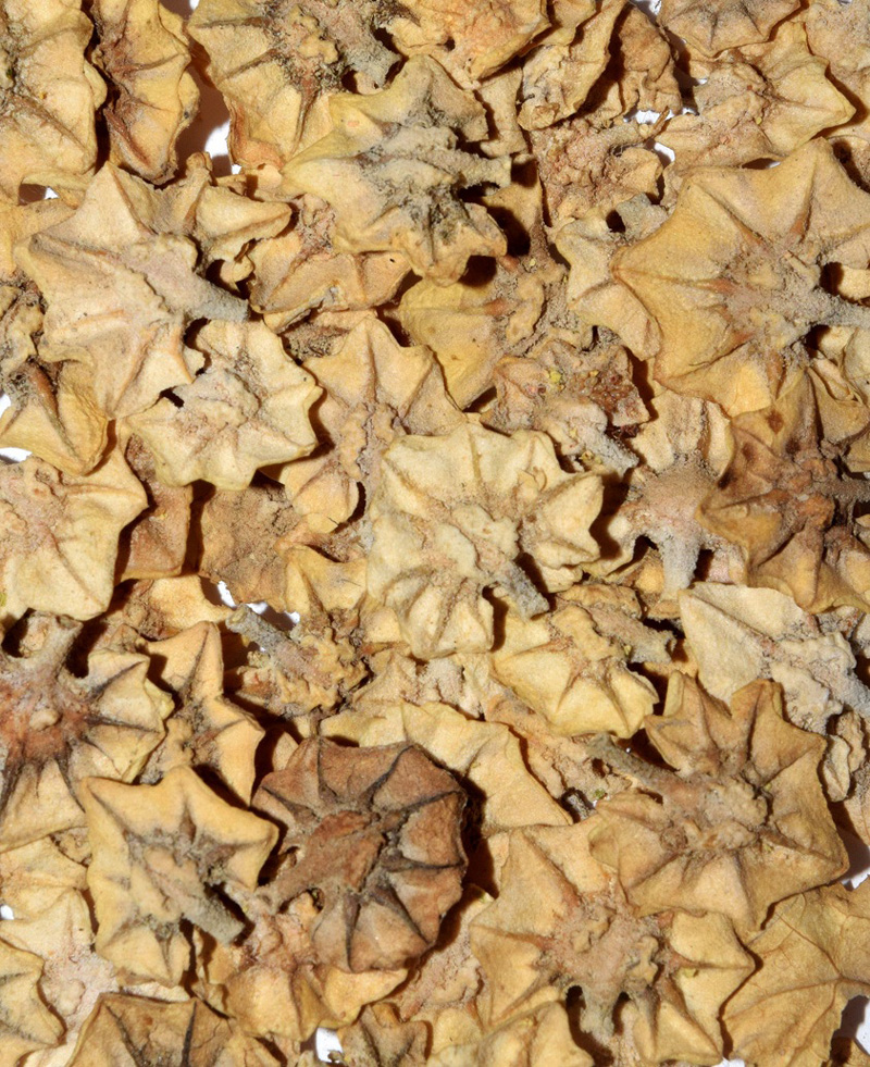 Image of Atriplex flabellum specimen.
