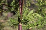 Artemisia annua. Часть стебля с листьями и основанием пазушного побега. Крым, Севастополь, западное побережье, берег реки Кача. 21.09.2022.