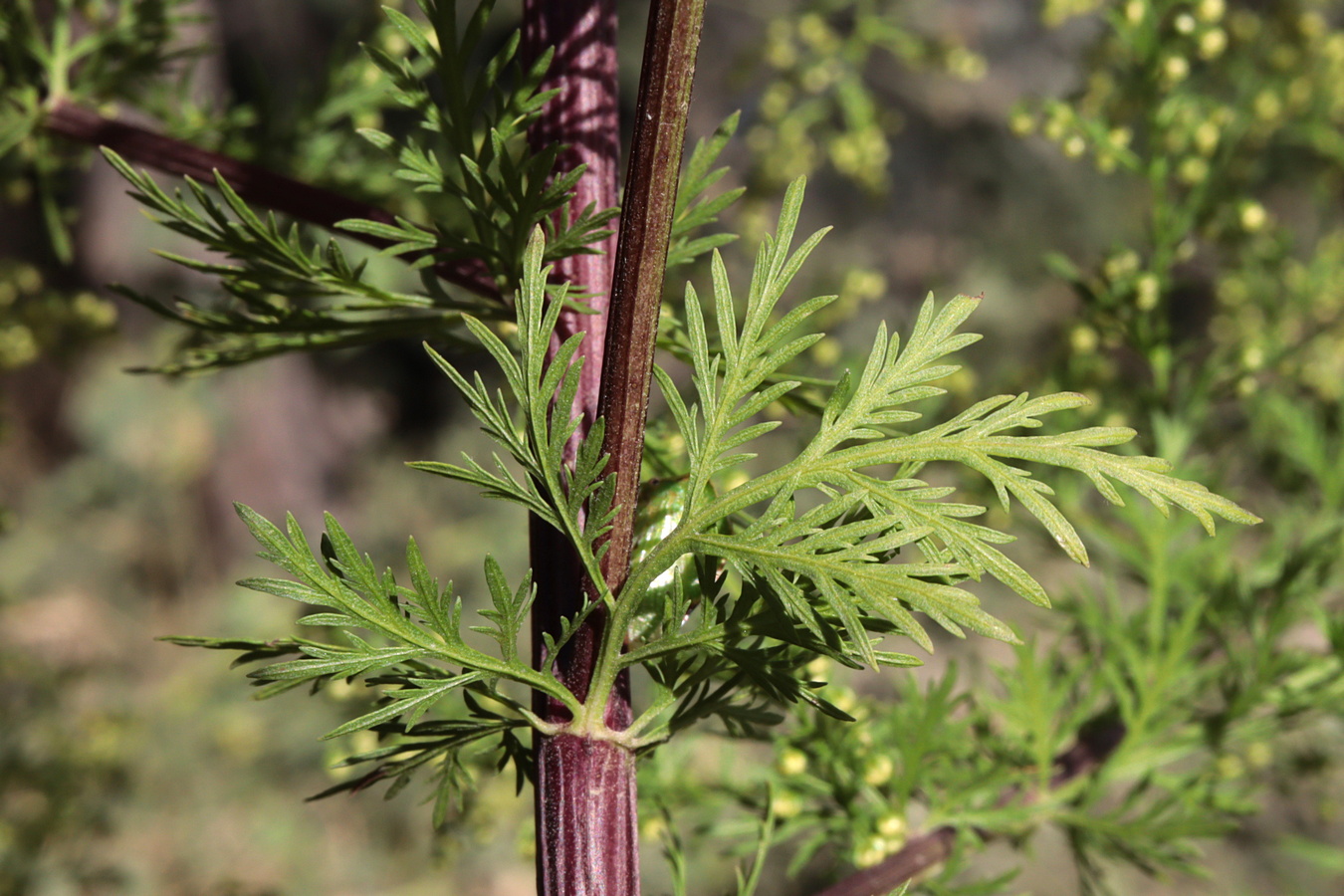 Изображение особи Artemisia annua.