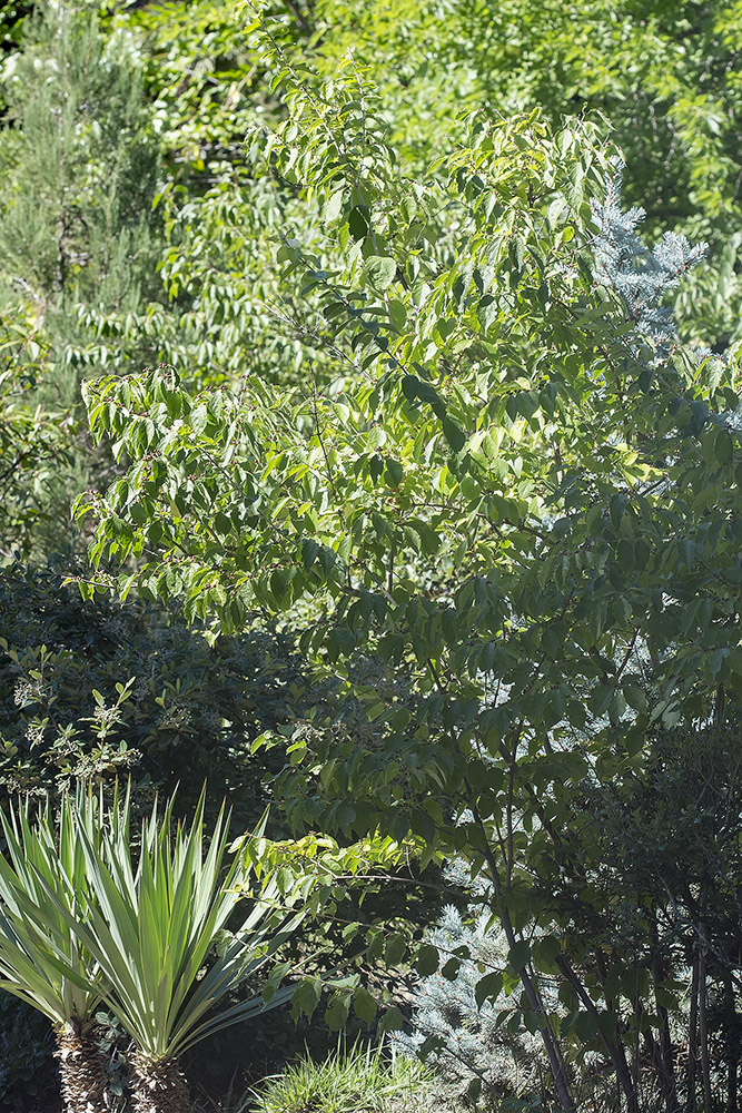 Image of genus Lonicera specimen.