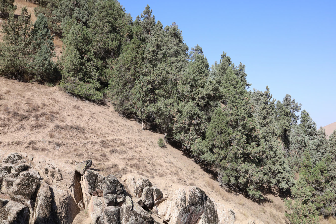 Image of Juniperus seravschanica specimen.