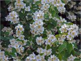 Philadelphus pubescens