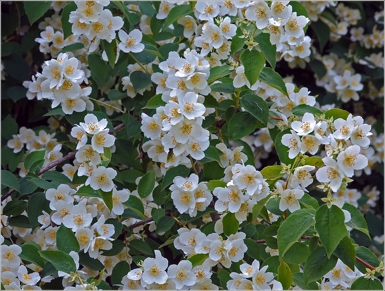 Image of Philadelphus pubescens specimen.