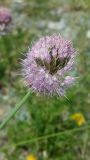 Allium platyspathum