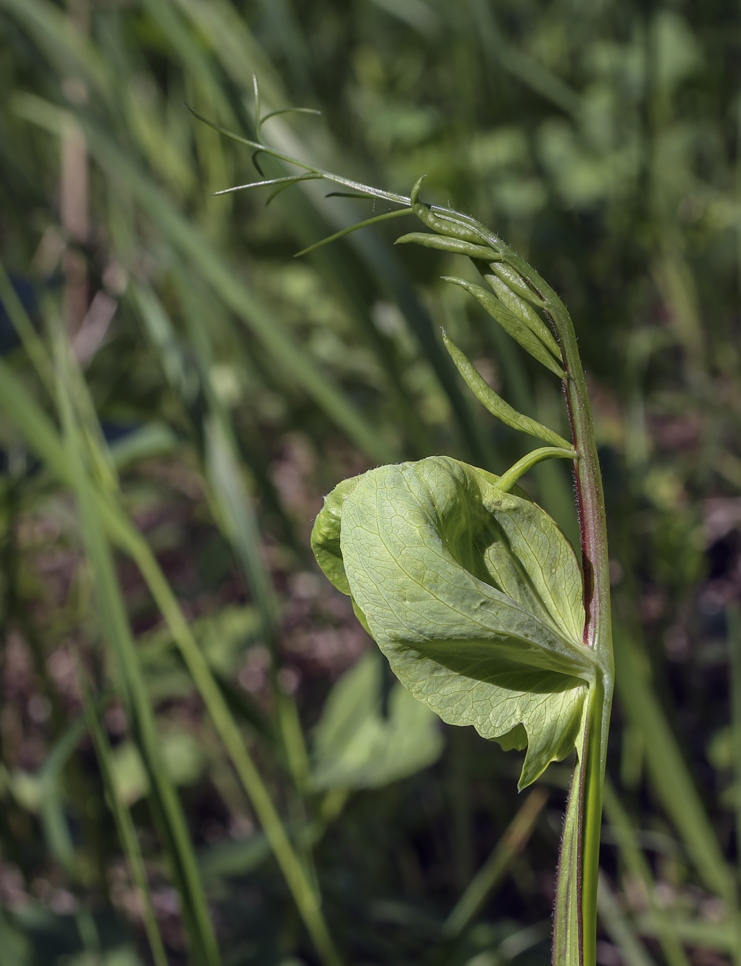 Изображение особи Lathyrus pisiformis.