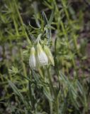 Onosma volgensis