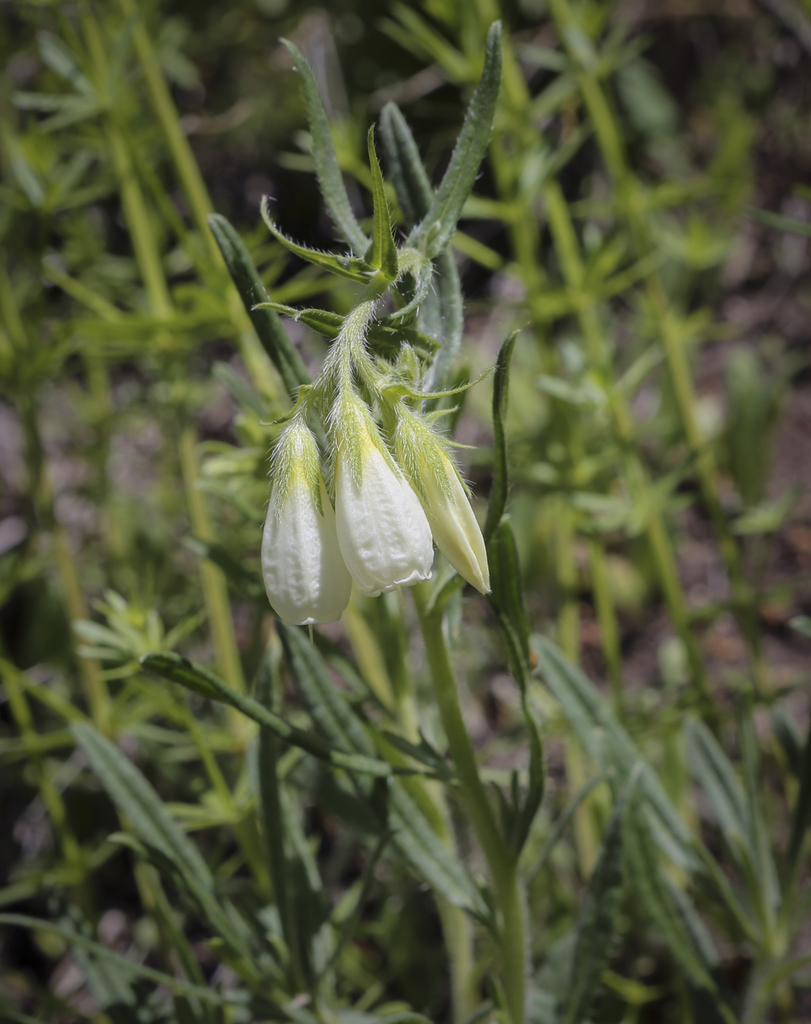 Изображение особи Onosma volgensis.