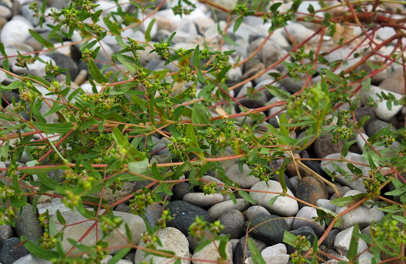 Image of Euphorbia nutans specimen.