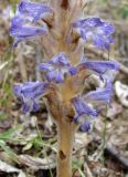 Orobanche coerulescens