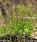 Carex pediformis