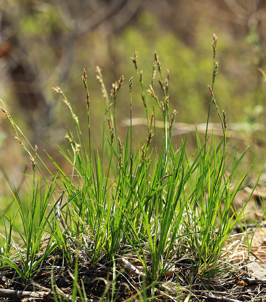 Изображение особи Carex pediformis.