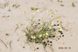 Anthemis deserticola