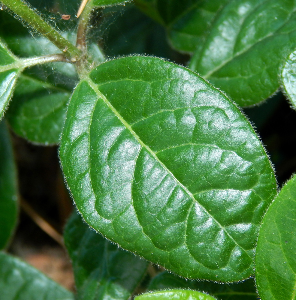 Image of genus Viburnum specimen.