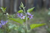 Solanum kitagawae