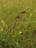 Carex panicea. Верхушка плодоносящего растения. Беларусь, Гродненская обл., Новогрудский р-н, объездная дорога, суходольный злаково-разнотравный луг. 08.07.2022.